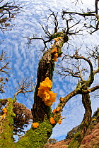 Golden jelly fungus (Tremella mesenterica) growing on branches of Gorse bush (Ulex europaeus) amid scrub vegetation and pasture, near coast of North Devon, UK, January 2014.