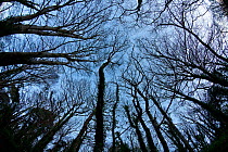 Wide angle view looking up at over-arching branches and canopy of leafless deciduous trees against blue sky with some wispy cloud, Devon, UK, December 2013.