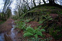 Wide angle view of Male Fern (Dryopteris filix-mas) with spreading rosette of fronds, growing in old railway cutting near Ilfracombe, Devon, UK, December 2013.