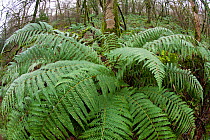 Wide angle view of Male Fern (Dryopteris filix-mas) with spreading rosette of fronds, growing in leafless deciduous woodland in Devon, UK, December 2013.