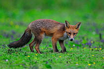 Fox cub (Vulpes vulpes) in late summer. Dorset, UK, August.