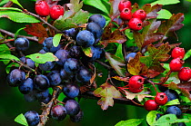 Blackthorn (Prunus spinosa) sloes and Hawthorn berries (Crataegus monogyna) ripening in tangled hedgerow, Dorset. September.
