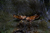 Oilbird (Steatornis caripensis) pair in cave, Ecuador.