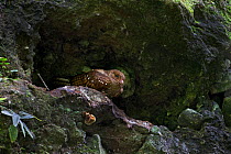 Oilbird (Steatornis caripensis) pair in cave, Ecuador.