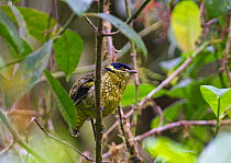 Scaled Fruiteater (Ampelioides tschudii) Choco, Ecuador.