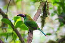 Crimson-rumped Toucanet (Aulacorhynchus haematopygus) Choco, Ecuador.