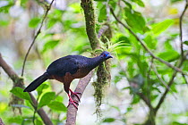 Sickle-winged Guan (Chamaepetes goudotii) Choco, Ecuador.