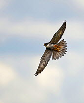 Hobby (Falco subbuteo) hunting over reedbed at Lakenheath RSPB Reserve, Suffolk, England, UK, May.