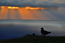 Great Skua (Stercorarius skua) pair at nest in late evening at Hermaness, Unst, Shetland, Scotland, UK, June.