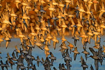 Red Knot (Calidris canutus) flying at high tide roost at Snettisham, The Wash, Norfolk, England, UK, September.