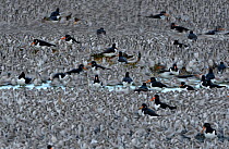 Red Knot (Calidris canutus) flock with some Oystercatchers (Haematopus ostralegus) at high tide roost, Snettisham Pits, The Wash, Norfolk, England, UK, October.