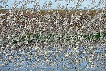 Red Knot (Calidris canutus) flock in flight at high tide roost on Snettisham Pits, The Wash, Norfolk, England, UK, October.