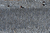 Red Knot (Calidris canutus) flock with some Oystercatchers (Haematopus ostralegus) at high tide roost on Snettisham Pits, The Wash, Norfolk, England, UK, October.