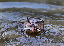 Otter (Lutra lutra) with Roach prey, River Thet, Norfolk, England, UK, April.