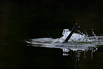 Otter (Lutra lutra) tail splashing as it dives, River Thet, Norfolk, England, UK, April.