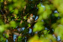 Nightingale (Luscinia megarhynchos) in song, North Norfolk, England, UK, May.
