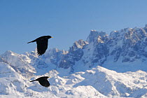 Two Alpine / Yellow-billed choughs (Pyrrhocorax graculus) in flight with Mont Blanc, Europe's highest mountain, in the background, Flaine, French Alps, Haute Savoie, France, December.