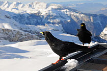 Two Alpine / Yellow-billed choughs (Pyrrhocorax graculus) perched on the balcony of a mountain restaurant with the Alps in the background, Flaine, Haute Savoie, France, December.