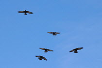 Five Alpine / Yellow-billed choughs (Pyrrhocorax graculus) in flight, circling overhead, Flaine, French Alps, Haute Savoie, France, December.