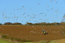 Common gulls (Larus canus) and Black-headed gulls (Chroicocephalus ridibundus) following a tractor tilling a field, near Eyebrook reservoir, Uppingham, Rutland, UK, November.
