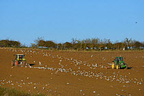 Common gulls (Larus canus) and Black-headed gulls (Chroicocephalus ridibundus) following two tractors tilling a field, near Eyebrook reservoir, Uppingham, Rutland, UK, November.