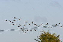 Flock of Forty-three Common / Eurasian cranes (Grus grus) released by the Great Crane Project onto the Somerset Levels, flying over power cables, Aller Moor,  Somerset, UK, October 2013.