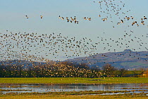 Dense flocks of Lapwings (Vanellus vanellus), Golden plover (Pluvialis apricaria ) and Black-tailed godwits (Limosa limosa) flying over a group of Common teal (Anas crecca) foraging on flooded pasture...