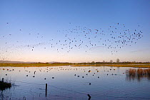 Lapwings (Vanellus vanellus) and Golden plover (Pluvialis apricaria ) fly over Canada geese (Branta canadensis) Pochard (Aythya ferina), Tufted ducks (Aythya fuligula) and Bewick's swans (Anser bewick...