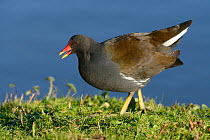 Moorhen (Gallinula chloropus) calling as it forages on grassy margins of a lake in sunset light, Gloucestershire, UK, January.