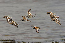 Turnstone (Arenaria interpres) flock flying low along the Severn estuary shoreline after leaving their roost as the tide falls, Somerset, UK, September.