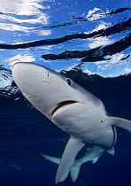 Blue shark (Prionace glauca) Faial Island, Azores, Portugal, Atlantic Ocean, September.