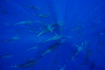 Atlantic bluefin tuna (Thunnus thynnus) shoal in open ocean, North of Santa Maria island, Azores, Portugal, September.