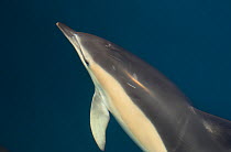 Common dolphin (Delphinus delphis) Atlantic ocean, Portugal, July.