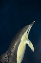 Common dolphin (Delphinus delphis), Atlantic ocean, Portugal