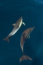 Common dolphins (Delphinus delphis) pair in mating ritual, Atlantic ocean, Portugal, July.