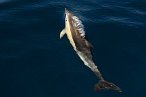 Common dolphin (Delphinus delphis) surfacing, Atlantic ocean, Portugal, September.