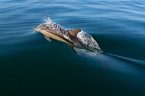 Common dolphin (Delphinus delphis) surfacing, Atlantic ocean, Portugal, September.