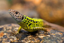 Female Schreiber's lizard (Lacerta schreiberi) in Alvao Natural Park, Portugal, July.