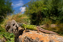 Female Schreiber's lizard (Lacerta schreiberi) in habitat, Alvao Natural Park, Portugal, July.