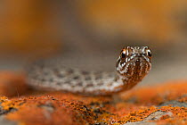 Juvenile Montpellier snake (Malpolon monspessulanus)  Portugal, July.