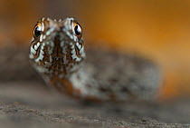 Juvenile Montpellier snake (Malpolon monspessulanus) portrait, Portugal, July.