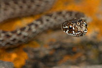 Juvenile Montpellier snake (Malpolon monspessulanus) portrait, Portugal, July.