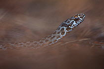 Juvenile Montpellier snake (Malpolon monspessulanus)  Portugal, July.