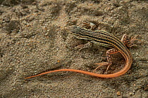 Spiny footed lizard (Acanthodactylus erythrurus) juvenile, Portugal. Endemic to Iberia.