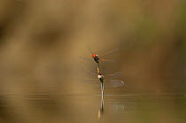 Red-winged / Red-veined Darter Dragonfly ( Sympetrum fonscolombii) laying eggs in small lake, Portugal, September.
