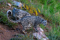 Snow leopard (Panthera uncia) Tian Shan / Celestial Mountains, Kyrgyzstan, captive.