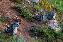 Snow leopards (Panthera uncia) Tian Shan / Celestial Mountains, Kyrgyzstan, captive.