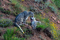Snow leopards (Panthera uncia) grooming each other, Tian Shan/ Celestial Mountains, Kyrgyzstan, captive.