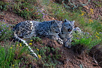 Snow leopards (Panthera uncia) snarling, Tian Shan / Celestial Mountains, Kyrgyzstan, captive.