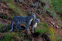 Snow leopards (Panthera uncia) Tian Shan / Celestial Mountains, Kyrgyzstan, captive.